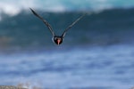 Chatham Island oystercatcher | Tōrea tai. Front view of adult in flight. Rangatira Island, February 2010. Image © David Boyle by David Boyle.