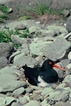 Chatham Island oystercatcher | Tōrea tai. Adult on nest. Mangere Island, Chatham Islands, November 1982. Image © Department of Conservation (image ref: 10033444) by Dave Crouchley, Department of Conservation.