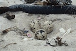 Chatham Island oystercatcher | Tōrea tai. Nest with three eggs. Tioriori, Chatham Island, January 1993. Image © Department of Conservation (image ref: 10051875) by Cath Gilmour, Department of Conservation.