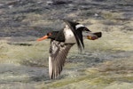 Chatham Island oystercatcher | Tōrea tai. Adult in flight. Chatham Island, November 2020. Image © James Russell by James Russell.