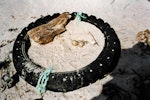 Chatham Island oystercatcher | Tōrea tai. Nest on artificial platform (car tyre). North coast, Chatham Island, October 2001. Image © Reg Cotter by Reg Cotter.