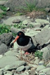 Chatham Island oystercatcher | Tōrea tai. Adult at nest with three eggs. Mangere Island, Chatham Islands, November 1982. Image © Department of Conservation (image ref: 10033442) by Dave Crouchley, Department of Conservation.