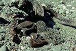 Chatham Island oystercatcher | Tōrea tai. Chick hiding. Rangatira Island, Chatham Islands, November 1977. Image © Department of Conservation (image ref: 10044635) by Alan Wright, Department of Conservation.