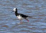 Pied stilt | Poaka. Pied stilt x black stilt hybrid. Turakina Lagoon, August 2008. Image © Duncan Watson by Duncan Watson.