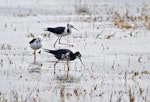 Pied stilt | Poaka. Pied stilt x black stilt hybrid (foreground). Miranda, March 2012. Image © Raewyn Adams by Raewyn Adams.