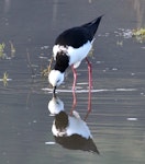 Pied stilt | Poaka. Adult feeding. Nelson sewage ponds, June 2014. Image © Rebecca Bowater by Rebecca Bowater FPSNZ AFIAP.