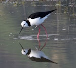 Pied stilt | Poaka. Adult feeding. Nelson sewage ponds, June 2014. Image © Rebecca Bowater by Rebecca Bowater FPSNZ AFIAP.