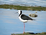 Pied stilt | Poaka. Adult resting on one leg. Pahi, Kaipara Harbour, August 2012. Image © Thomas Musson by Thomas Musson.