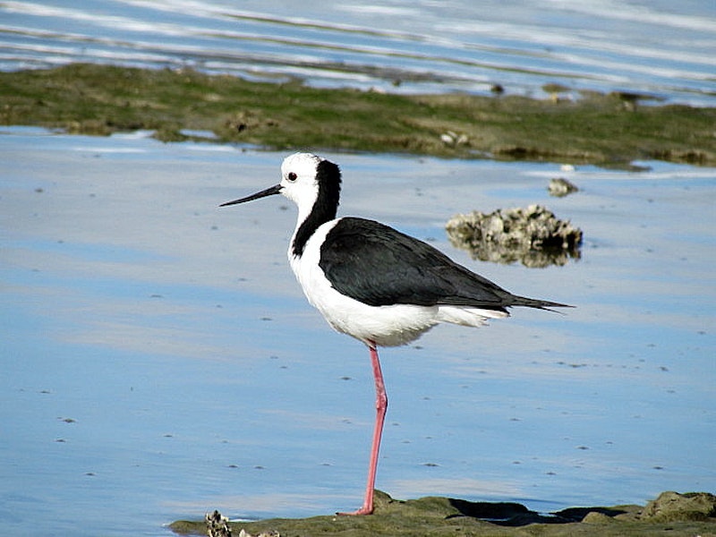 Pied stilt | Poaka. Adult resting on one leg. Pahi, Kaipara Harbour, August 2012. Image © Thomas Musson by Thomas Musson.