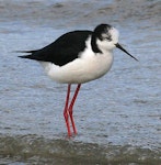 Pied stilt | Poaka. Immature. Wanganui, July 2008. Image © Ormond Torr by Ormond Torr.