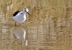 Pied stilt | Poaka. Front view of juvenile. Westshore Wildlife Reserve, January 2010. Image © Dick Porter by Dick Porter.