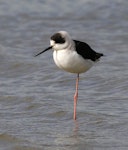 Pied stilt | Poaka. Juvenile. Wanganui, June 2011. Image © Ormond Torr by Ormond Torr.