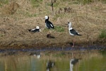 Pied stilt | Poaka. Adult pair with juvenile (on right). Image © Noel Knight by Noel Knight.