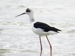 Pied stilt | Poaka. Juvenile. Pahi, Kaipara Harbour, January 2013. Image © Thomas Musson by Thomas Musson.