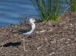 Pied stilt | Poaka. Juvenile. Melbourne, Victoria, Australia, December 2009. Image © Sonja Ross by Sonja Ross.