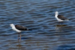 Pied stilt | Poaka. Two juveniles. Christchurch, December 2006. Image © Peter Reese by Peter Reese.