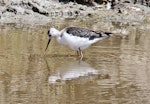 Pied stilt | Poaka. Juvenile. Westshore Wildlife Reserve, January 2010. Image © Dick Porter by Dick Porter.