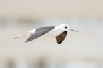 Pied stilt | Poaka. Juvenile in flight. Miranda, January 2010. Image © Tony Whitehead by Tony Whitehead.