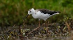 Pied stilt | Poaka. Juvenile. Queen Elizabeth Park, January 2018. Image © Roger Smith by Roger Smith.