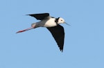 Pied stilt | Poaka. Ventral view of adult in flight. Wanganui, December 2008. Image © Ormond Torr by Ormond Torr.