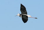 Pied stilt | Poaka. Dorsal view of adult in flight. Whangaehu River estuary, December 2008. Image © Ormond Torr by Ormond Torr.