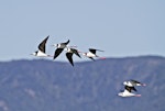 Pied stilt | Poaka. Adults in flight with a juvenile (lower right). Katikati, July 2012. Image © Raewyn Adams by Raewyn Adams.