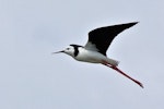 Pied stilt | Poaka. Adult in flight showing underwing. Nelson Haven, October 2009. Image © Rebecca Bowater by Rebecca Bowater FPSNZ.