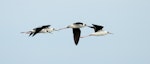 Pied stilt | Poaka. Juveniles in flight. Wanganui, February 2012. Image © Ormond Torr by Ormond Torr.