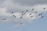 Pied stilt | Poaka. Ventral view of flock in flight. Great Barrier Island, January 2010. Image © Eugene Polkan by Eugene Polkan.