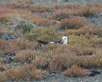 Pied stilt | Poaka. Adult on nest. West Tamaki, Auckland, September 2010. Image © Suzi Phillips by Suzi Phillips.