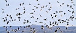 Pied stilt | Poaka. Side view of flock in flight. Parengarenga Harbour, April 2011. Image © Raewyn Adams by Raewyn Adams.