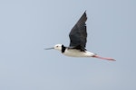 Pied stilt | Poaka. Adult in flight showing upperwing. Miranda, January 2010. Image © Tony Whitehead by Tony Whitehead.