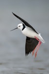 Pied stilt | Poaka. Adult in flight, preparing to land. Lake Okareka, August 2014. Image © Edin Whitehead by Edin Whitehead.