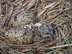 Pied stilt | Poaka. Newly hatched chick with eggs in nest. Nelson sewage ponds, October 2009. Image © Rebecca Bowater by Rebecca Bowater FPSNZ.