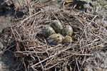 Pied stilt | Poaka. Nest with 3 eggs and a chick. Nelson sewage ponds, October 2009. Image © Rebecca Bowater by Rebecca Bowater FPSNZ.