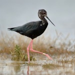 Kakī | Black stilt. Adult. Glentanner, Lake Pukaki, March 2016. Image © Rob Lynch by Rob Lynch.