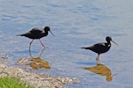 Kakī | Black stilt. Pair. Ben Avon wetlands, December 2010. Image © Duncan Watson by Duncan Watson.