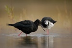 Kakī | Black stilt. All black bird (left) paired with pied stilt hybrid. Ohau River delta, Mackenzie Country, April 2009. Image © Craig McKenzie by Craig McKenzie.