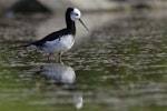 Kakī | Black stilt. Black stilt x pied stilt hybrid. Lake Tekapo, November 2011. Image © Glenda Rees by Glenda Rees.