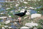 Kakī | Black stilt. Adult near nest. Near Twizel, January 1977. Image © Department of Conservation (image ref: 10033967) by Dick Veitch, Department of Conservation.