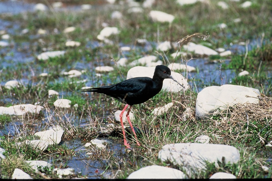 Kakī | Black stilt. Adult near nest. Near Twizel, January 1977. Image © Department of Conservation (image ref: 10033967) by Dick Veitch, Department of Conservation.