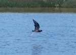 Kakī | Black stilt. Hybrid x pied stilt in flight. Miranda, January 2014. Image © Alan Tennyson by Alan Tennyson.