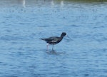 Kakī | Black stilt. Hydrid x pied stilt. Miranda, January 2014. Image © Alan Tennyson by Alan Tennyson.