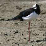 Kakī | Black stilt. Black stilt x pied stilt hybrid resting. Wanganui, December 2008. Image © Ormond Torr by Ormond Torr.