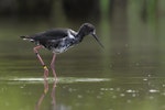 Kakī | Black stilt. Immature. Mackenzie Country, November 2011. Image © Glenda Rees by Glenda Rees.