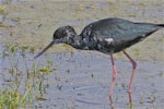 Kakī | Black stilt. Immature. Lake Murray, Near Lake Tekapo, November 2012. Image © Steve Attwood by Steve Attwood.