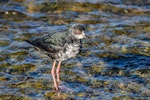 Kakī | Black stilt. Juvenile. Glentanner, September 2015. Image © Derek Templeton by Derek Templeton.