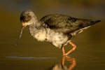 Kakī | Black stilt. Immature wading. Lake Pukaki, October 2009. Image © Craig McKenzie by Craig McKenzie.