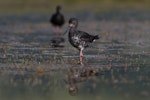 Kakī | Black stilt. Front view of immature. Lake Tekapo, November 2011. Image © Glenda Rees by Glenda Rees.