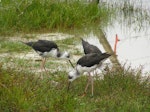 Kakī | Black stilt. Juveniles feeding. Near Twizel, February 2006. Image © Josie Galbraith by Josie Galbraith.